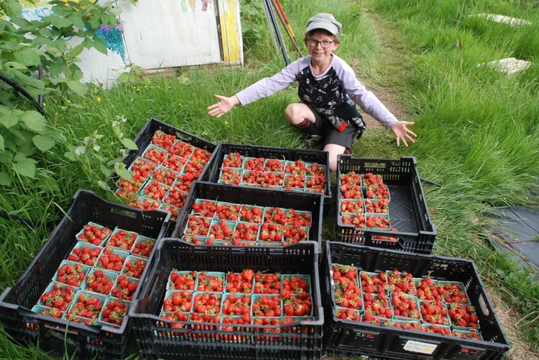 Girl behind carts of strawberries