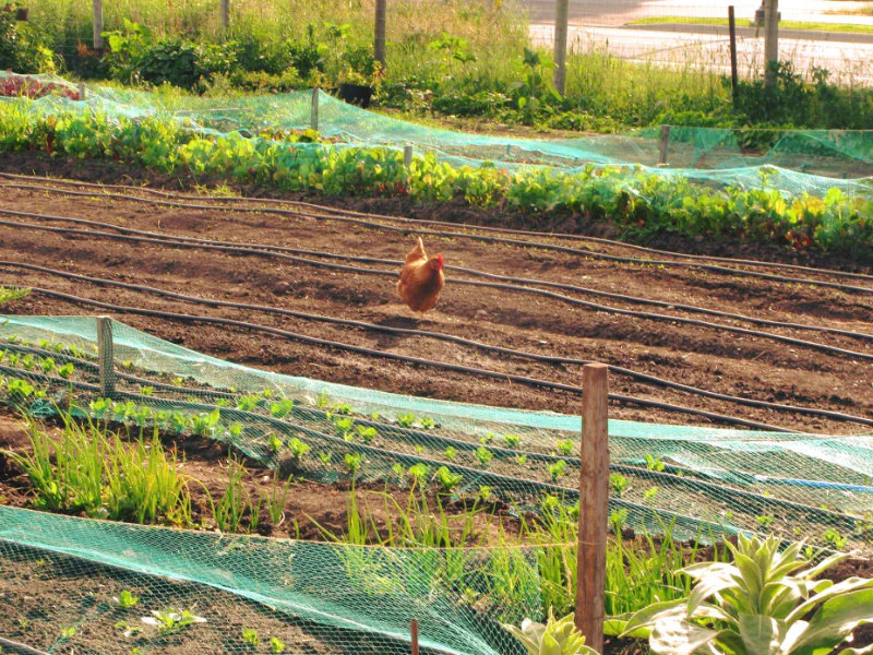 Chicken in a market garden