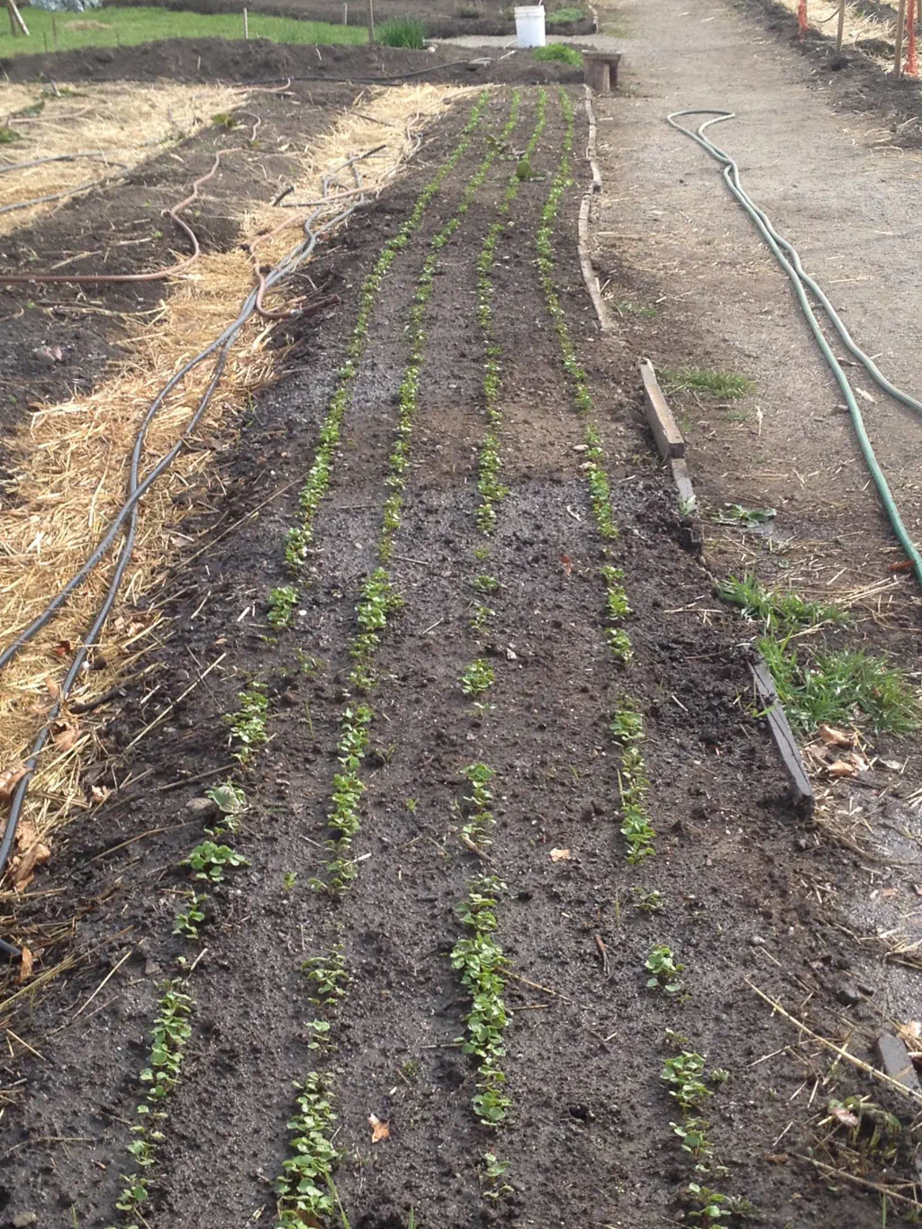 Market garden with seedlings