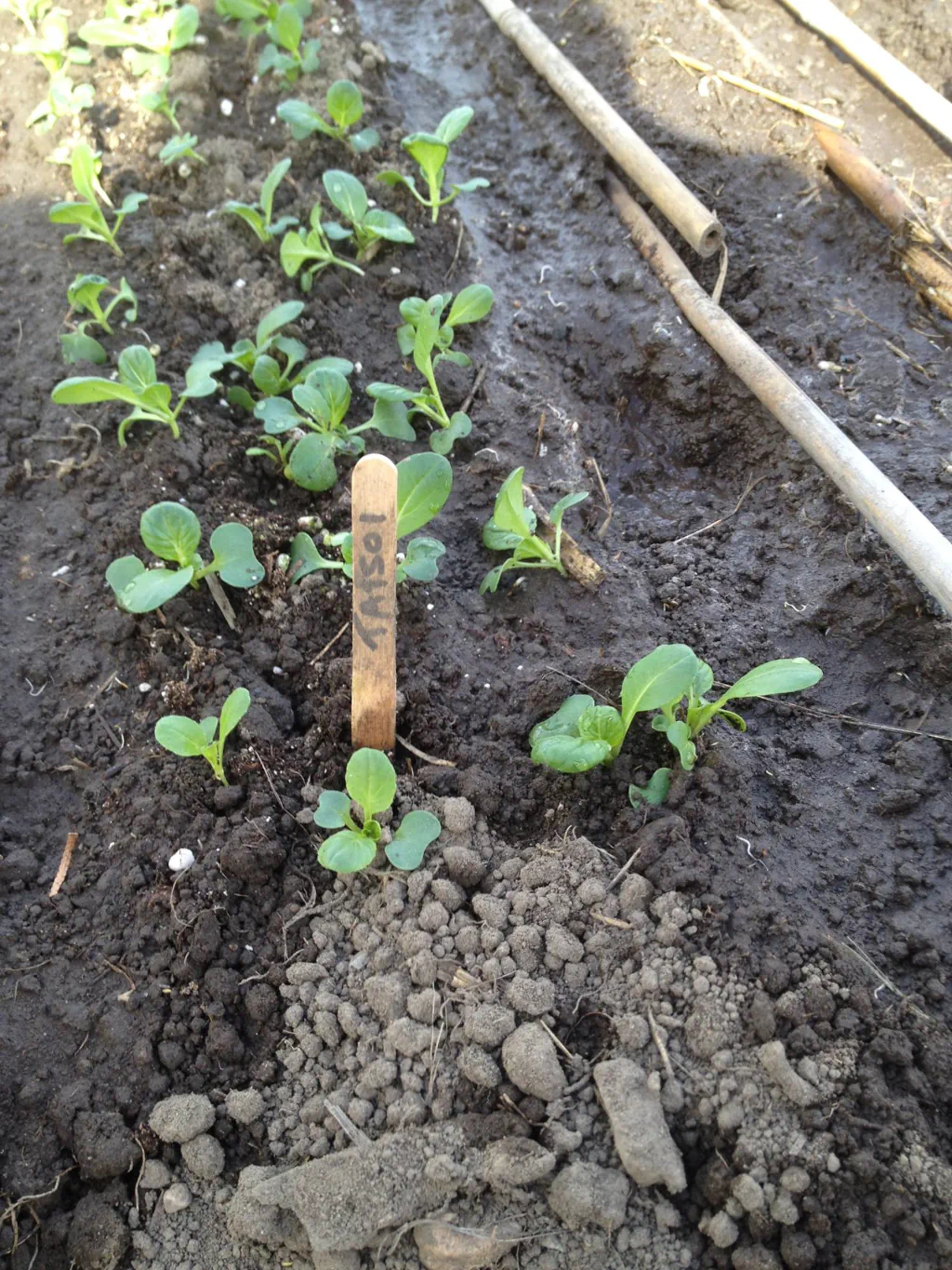 Close up of seedlings in garden