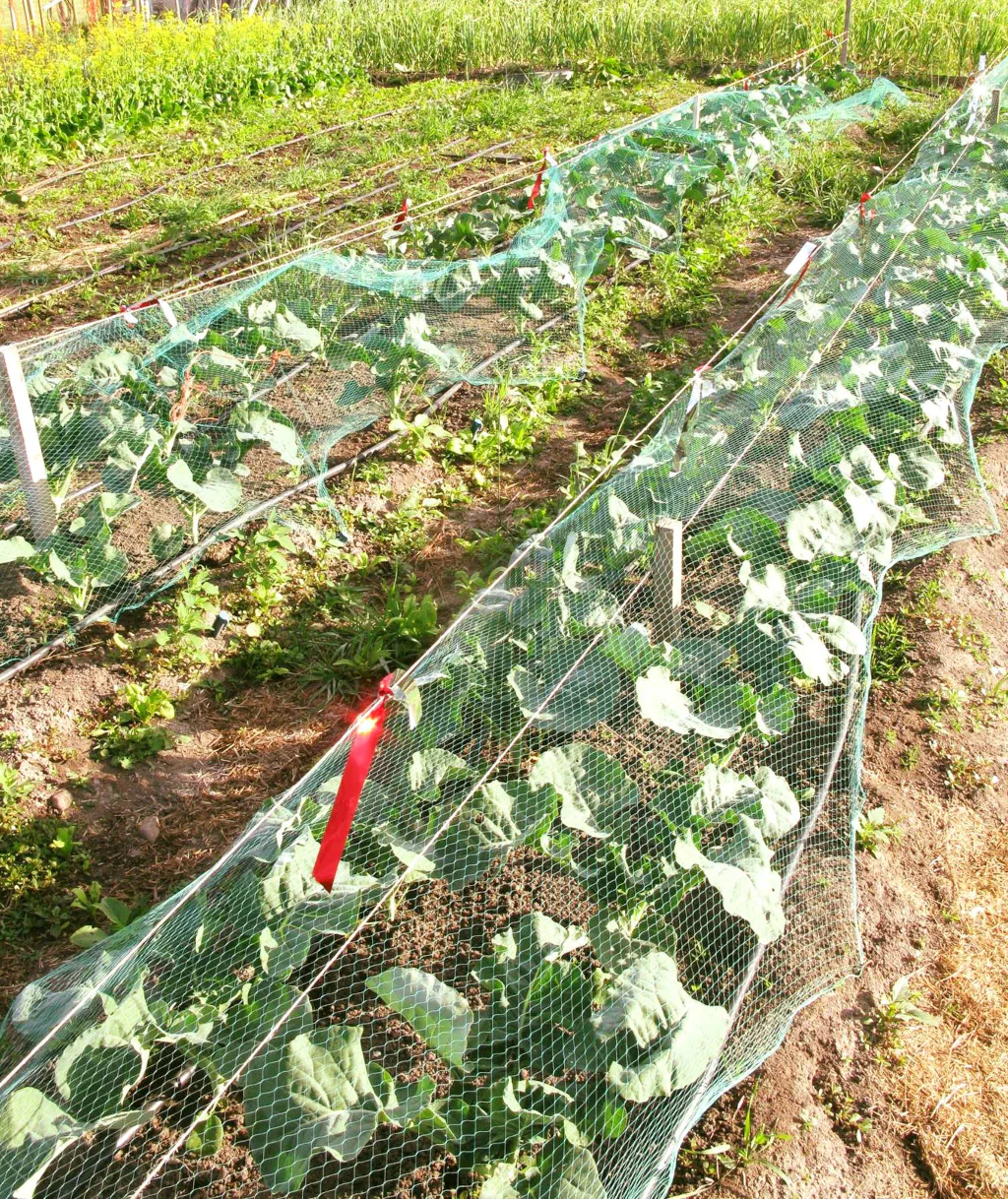 Garden with mature vegetables covered by netting