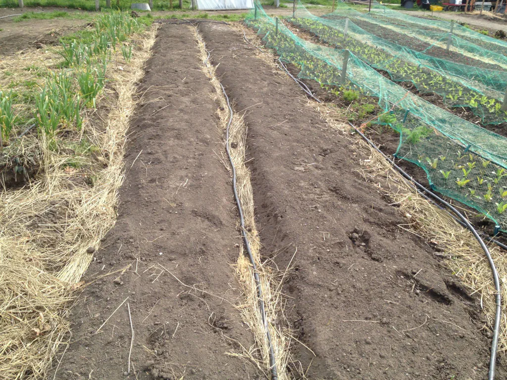 Tilled market garden row