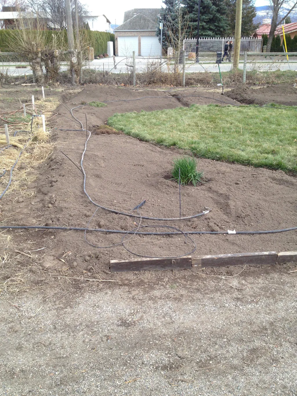 Grass center with lone plant in soil
