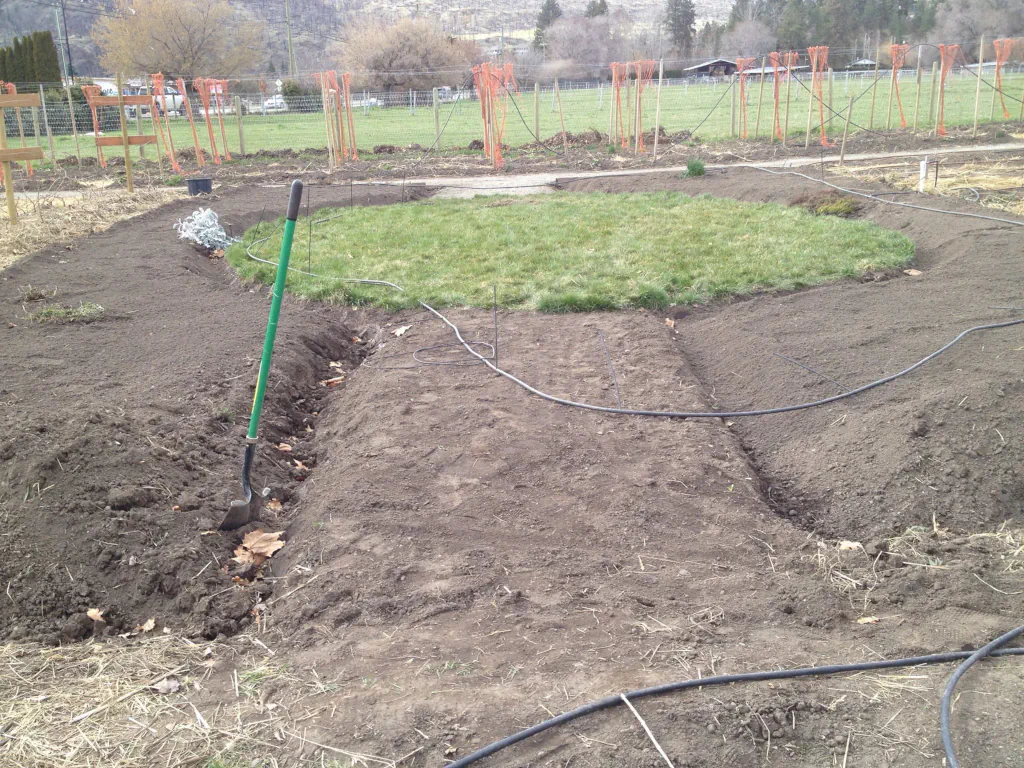 Circle of grass with soil encircling it