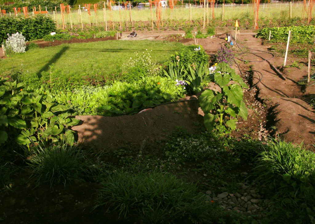 Garden with young plants and flowers
