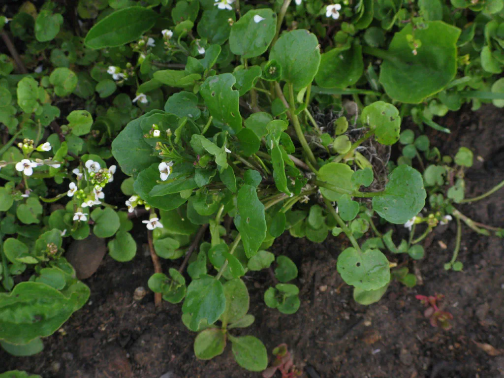 Close up of strawberry plant