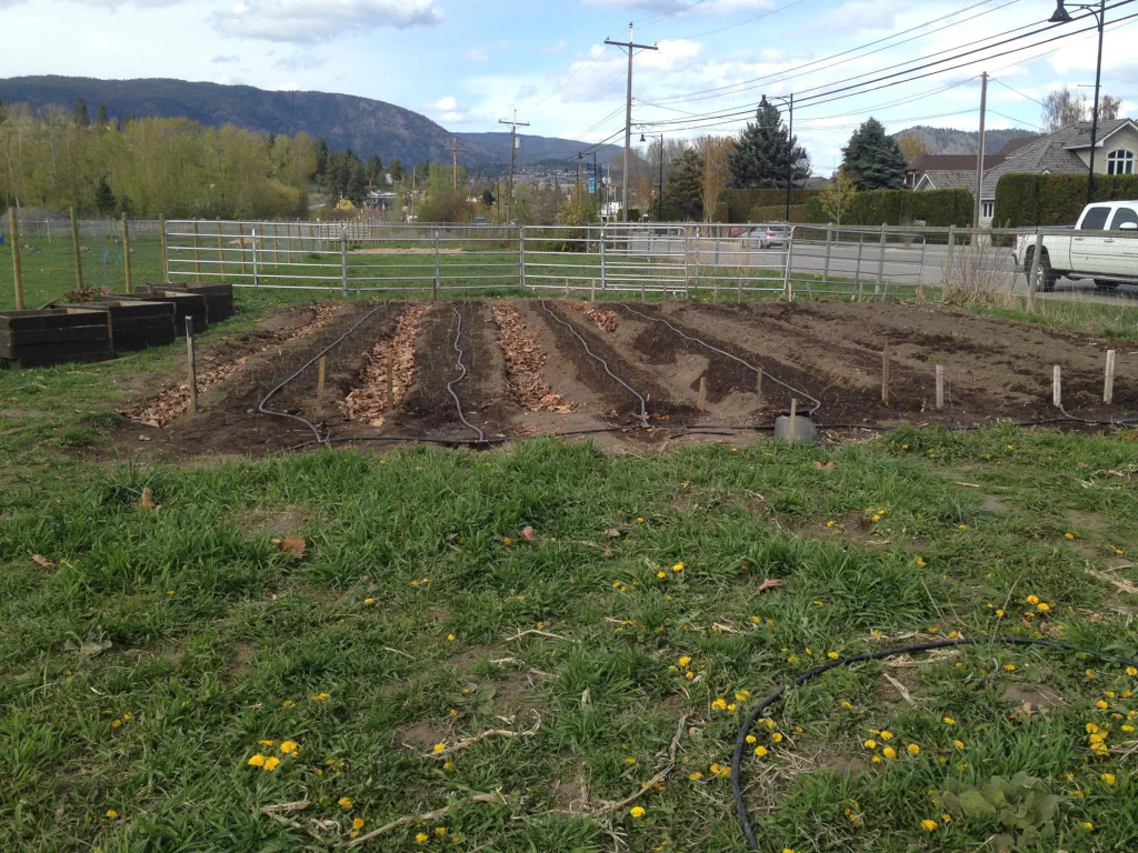 Full view of garden with seedlings