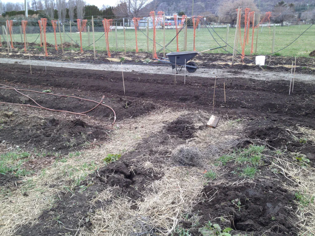 Tilled garden rows