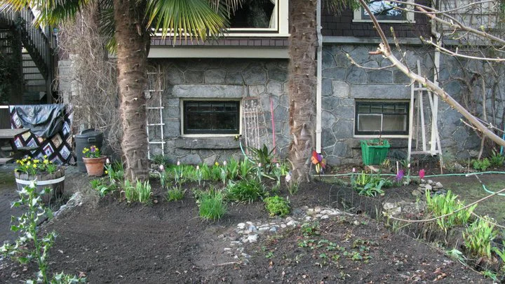 Plants in a front garden
