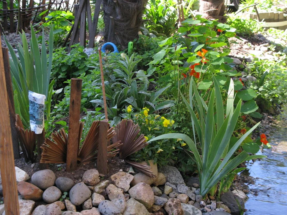 Plants in a grden with a rock and water feature