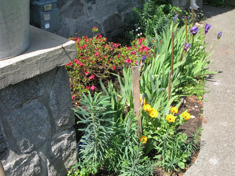 Flowers and plants along a garden path
