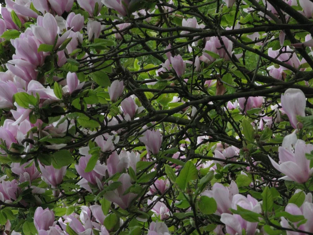 Magnolia blossoms