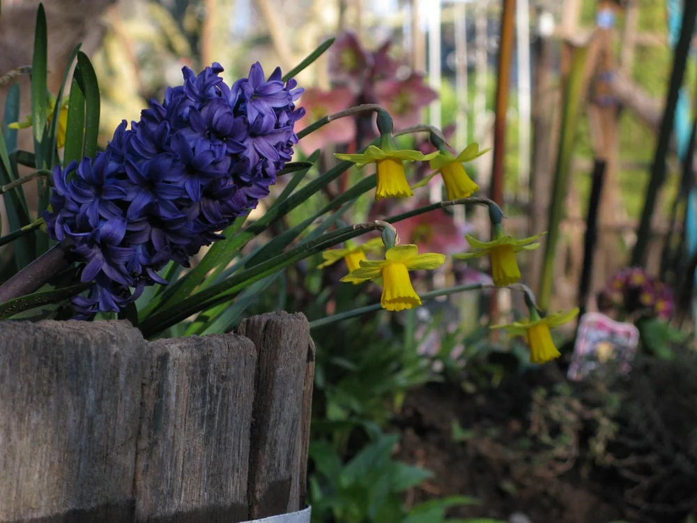 Purple flowers in a garden