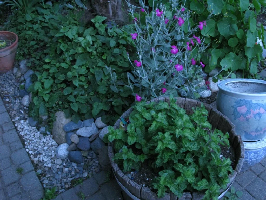 Herbs and flowers along a garden path