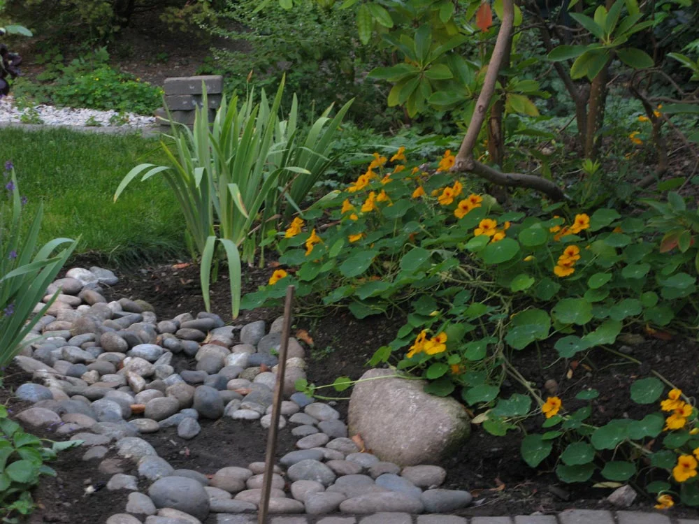 Orange flowers in a garden