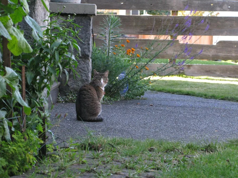 Cat in front garden