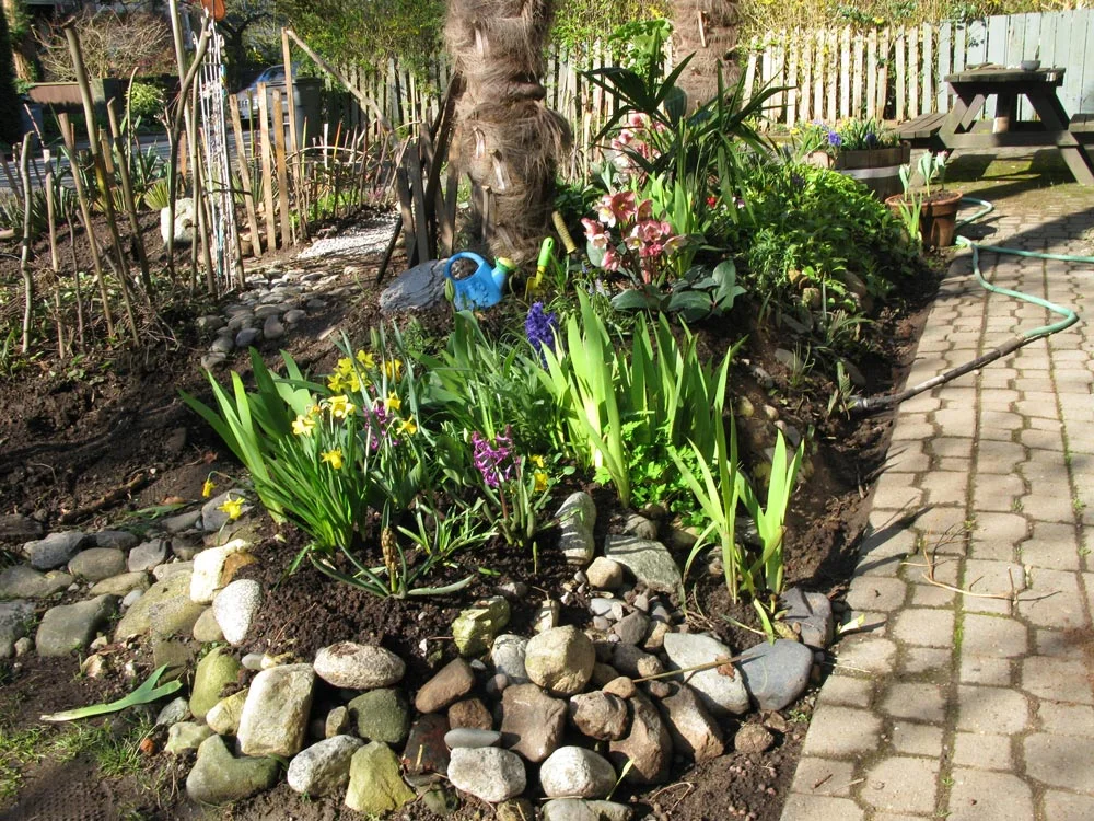 Early bulb plants in garden