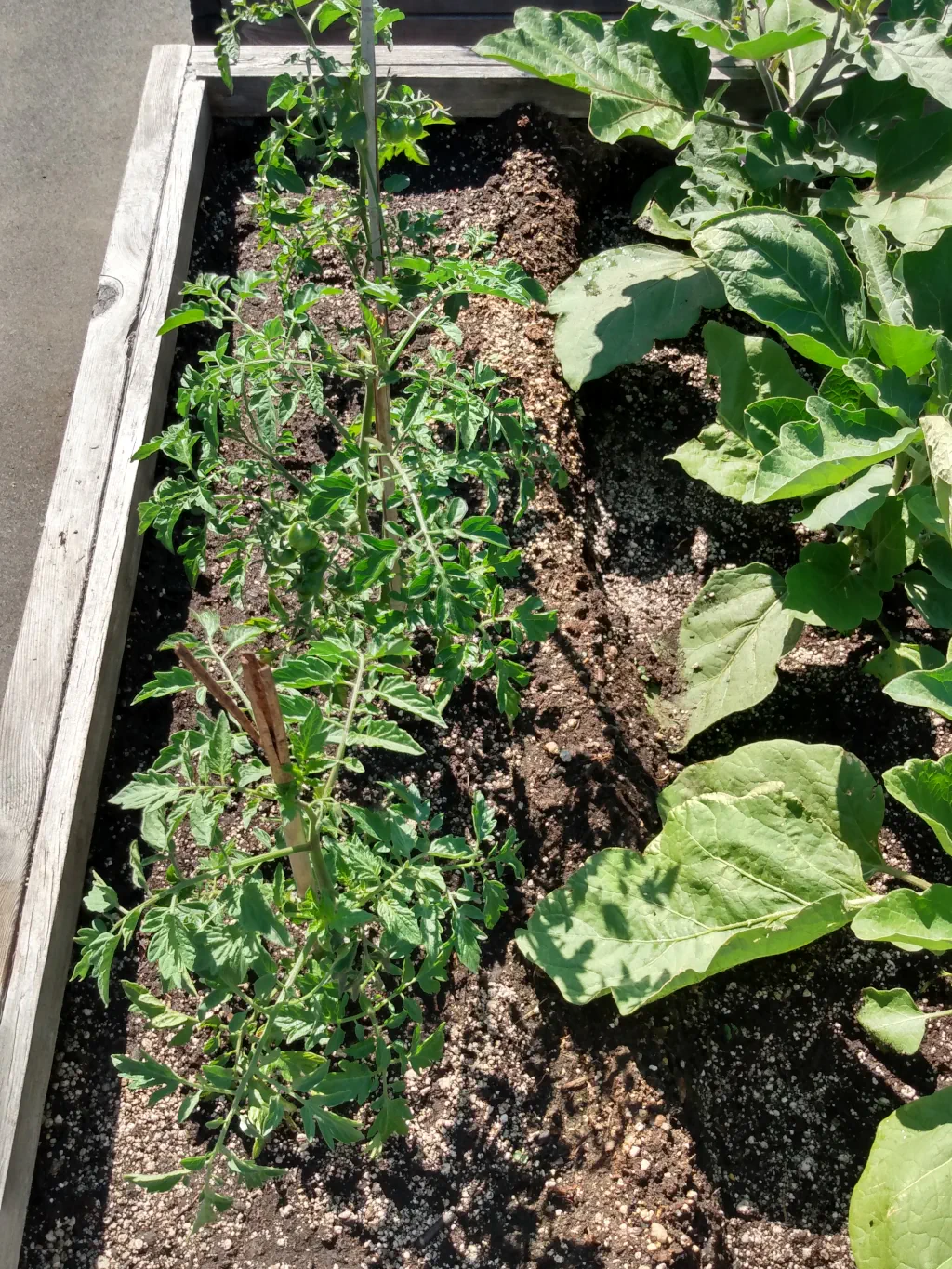 Cherry tomatoes and eggplant plants in planter box