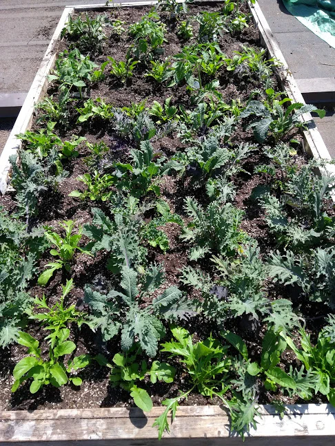 Kale and other leafy greens