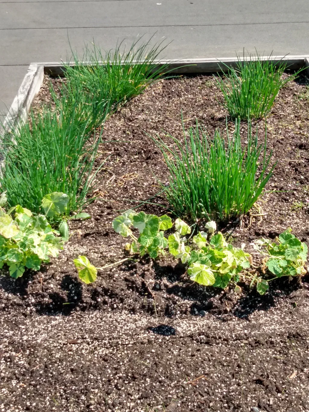 Chives and Variegated Nasturtiums in planter box