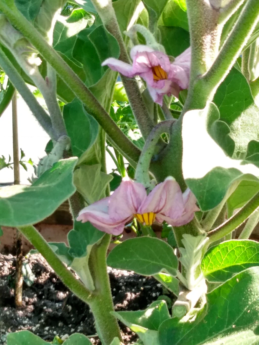 Eggplant with flowers