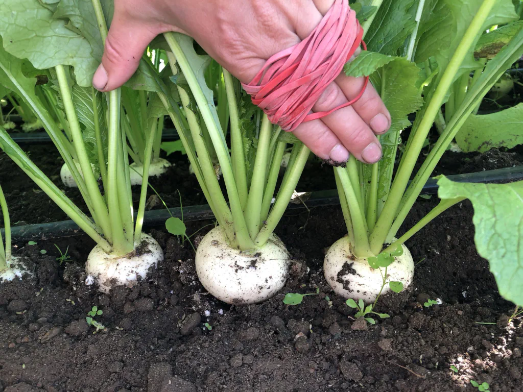 Directory Listing Logo