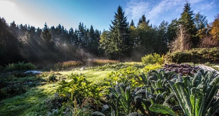 Field of plants including kale surrounded by forest