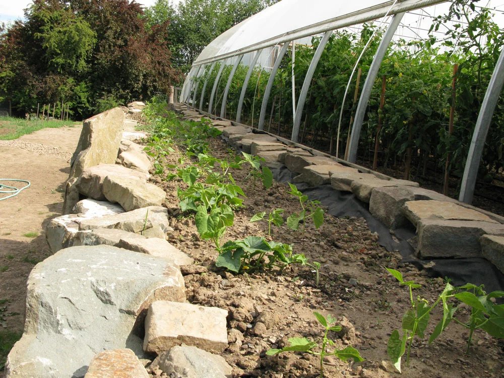 Plants around a polytunnel