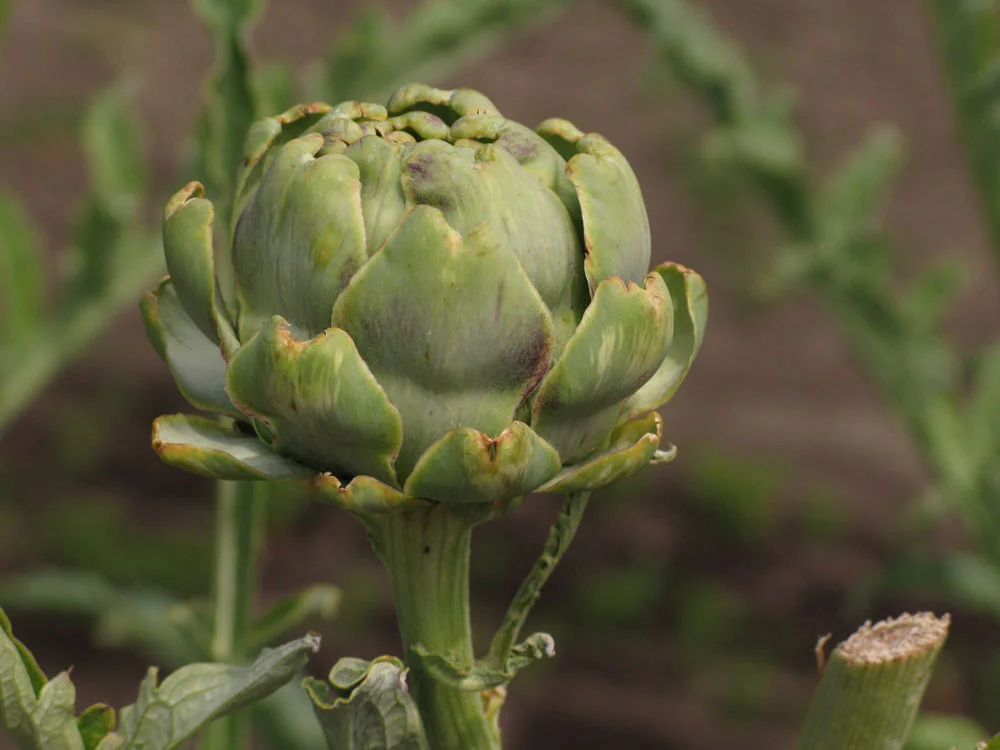 Artichoke
