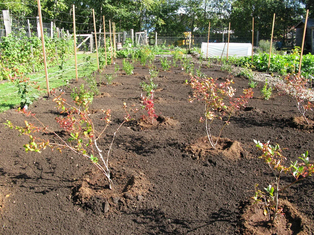 Young blueberry bushes