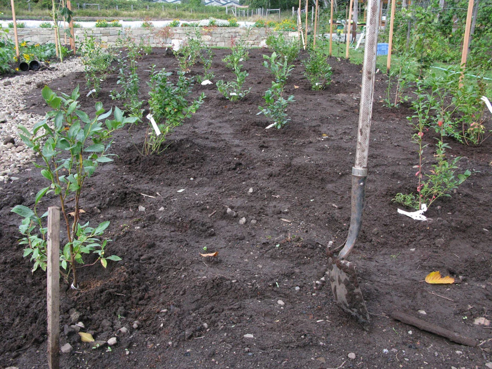Young blueberry bushes in garden