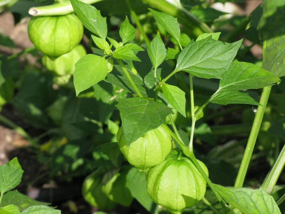 Tomatillos growing on the vine