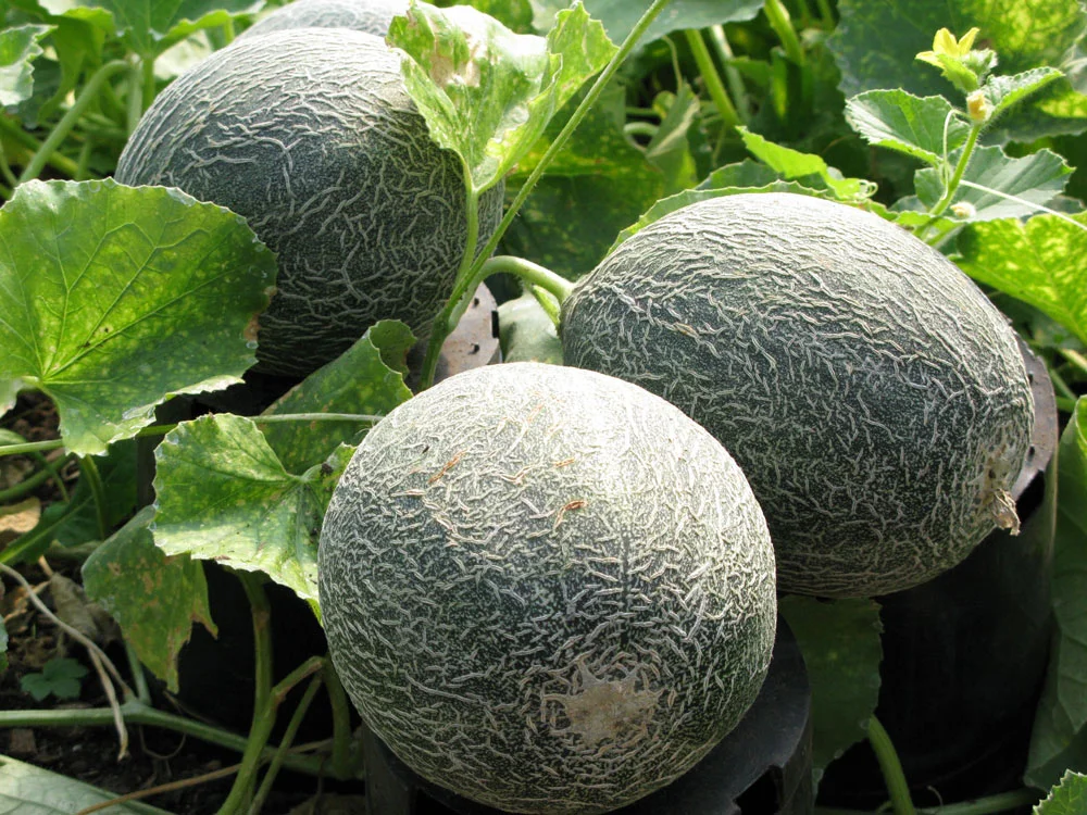 Melons
