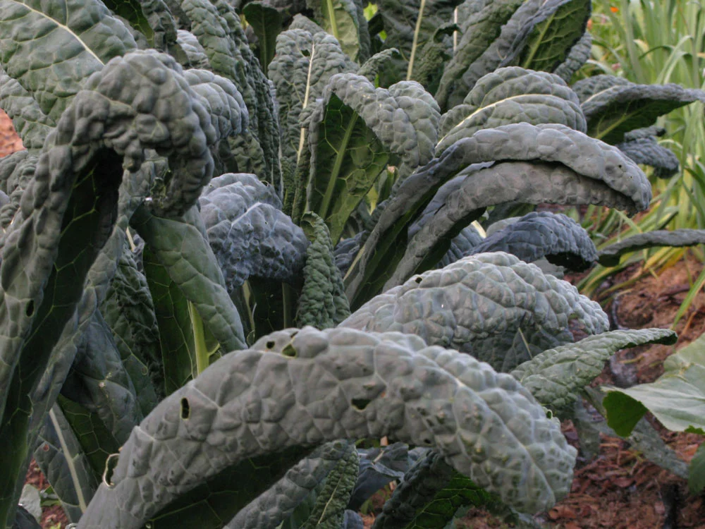 Black Kale