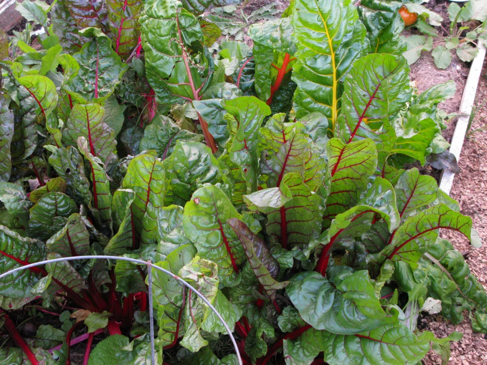 Red and rainbow chard