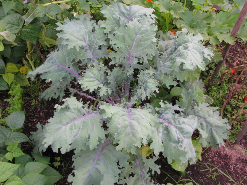 Kale