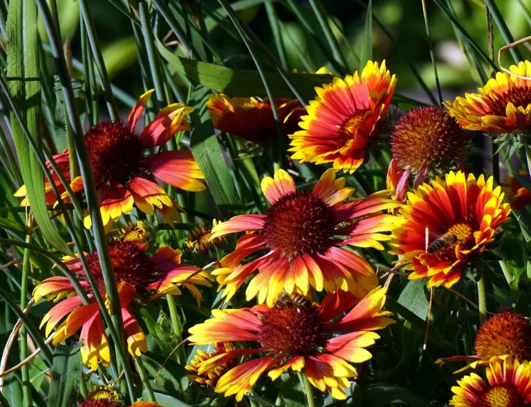 Blanket flowers