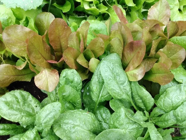 Close up of small lettuces