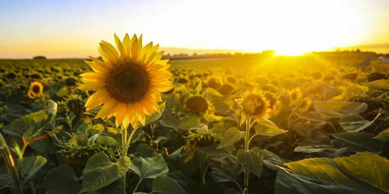 Feild of sunflowers at sunset
