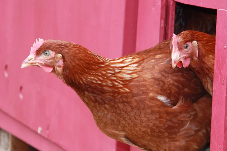 Chickens looking out of a pink chicken coop