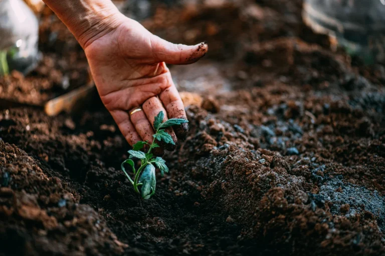 Person touching a seedling in the soil